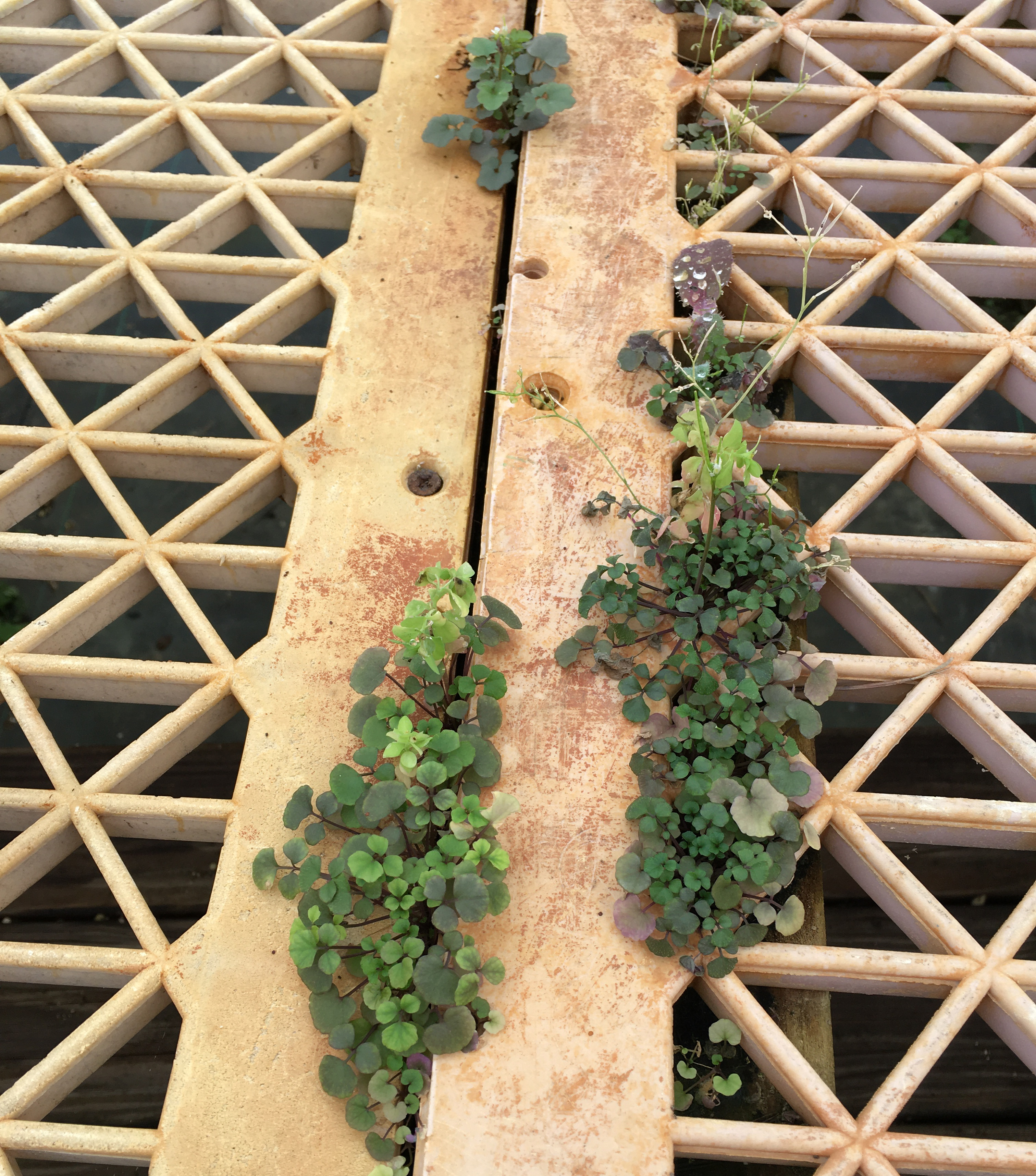 Hairy bittercress growing between greenhouse benches